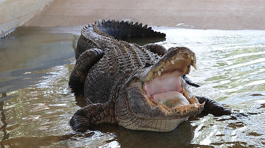 A Nile crocodile resting with its mouth open.