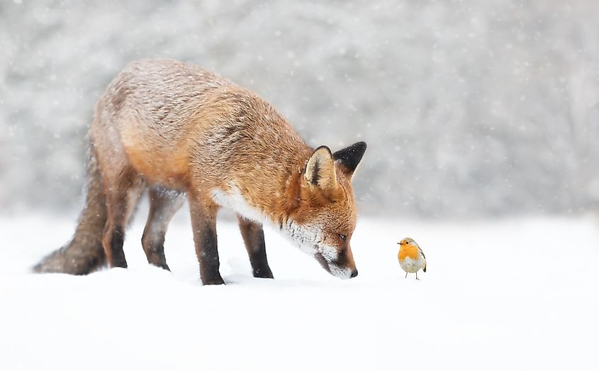 Close-up of a Red fox with a robin in the falling snow in winter, UK.