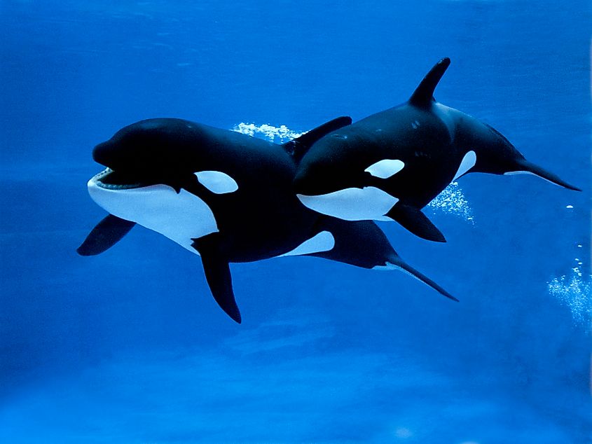 An orca with its calf