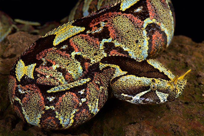 A rhinoceros viper (Bitis nasicornis)