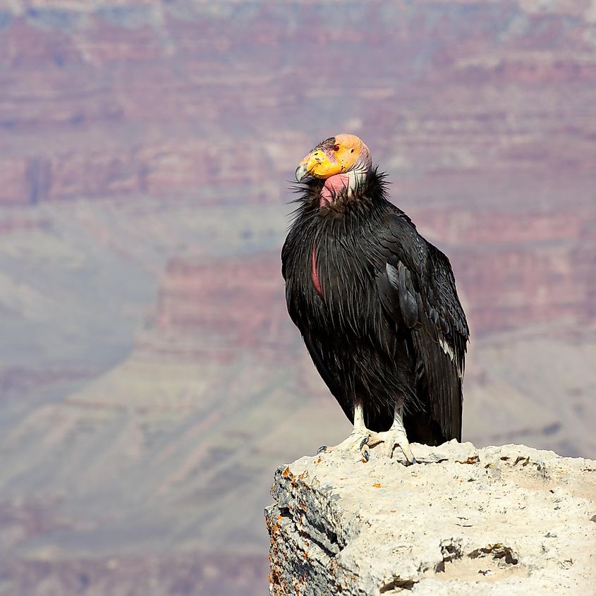 A California condor in flight.