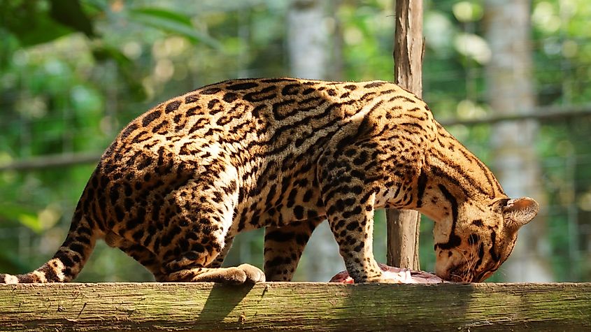 Tigrillo eating a piece of raw meat in Ecuadorian amazon