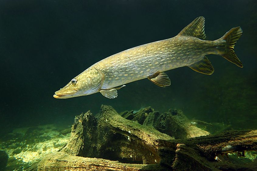 A northern pike (Esox Lucius)