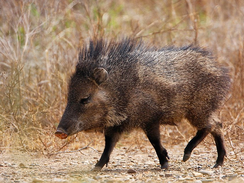 A javelina (Pecari tajacu)