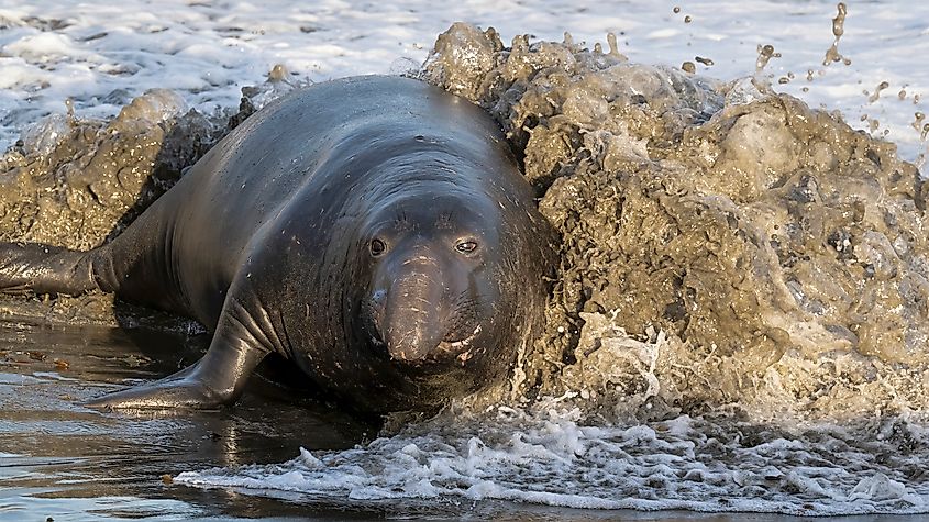 A northern elephant seal (Mirounga angustirostris)