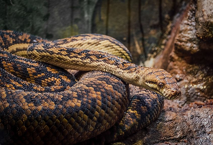 An Australian scrub python (Simalia kinghorni)