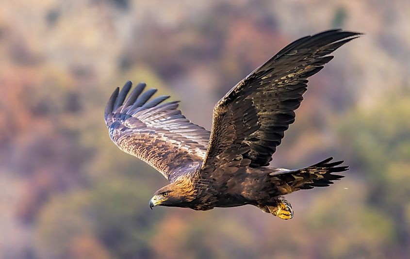 A golden eagle in flight