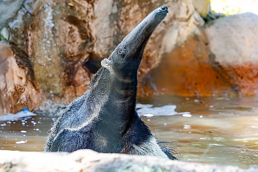 A giant anteater (Myrmecophaga tridactyla)