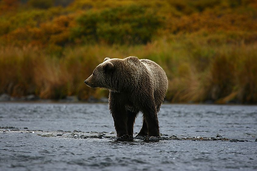 A Kodiak bear (Ursus arctos middendorffi)