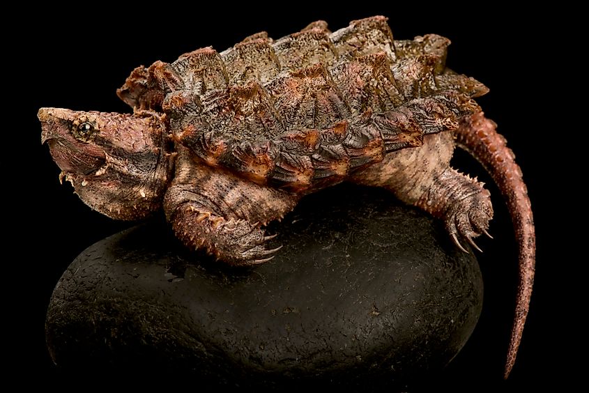 An alligator snapping turtle (Macrochelys temminckii)