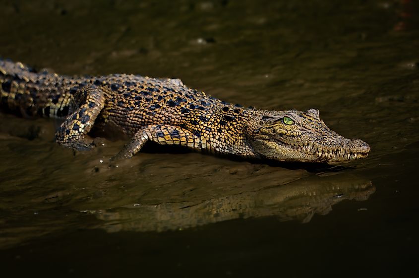 A saltwater crocodile (Crocodylus porosus)