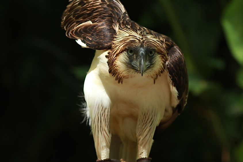 A Philippine eagle (Pithecophaga jefferyi)