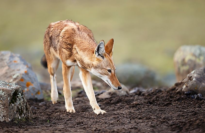 An Ethiopian wolf (Canis simensis)