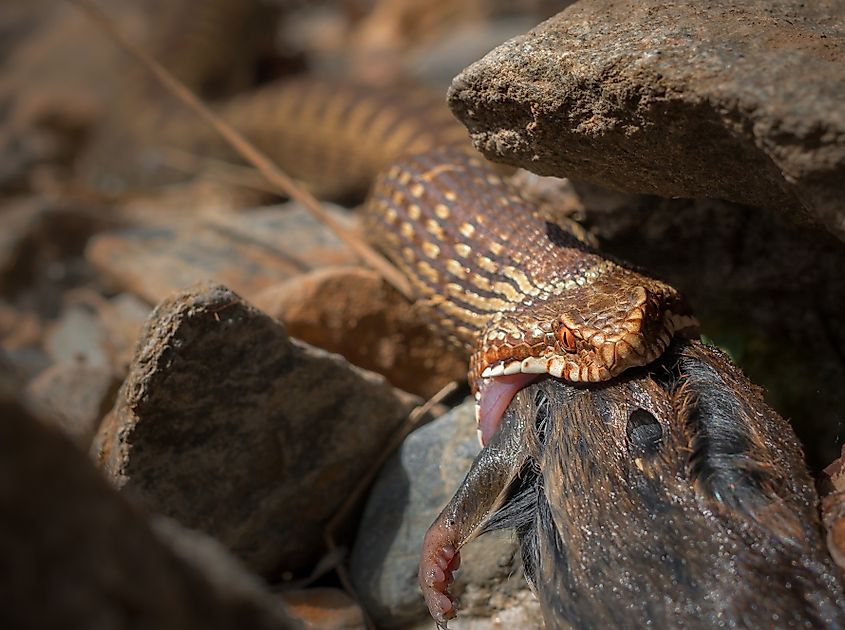 A European adder swallowing its prey