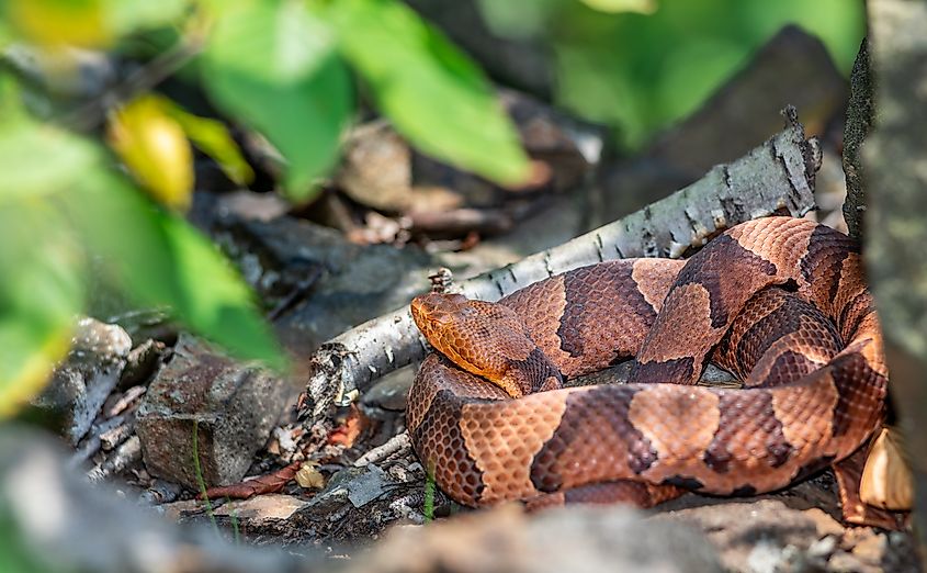 An eastern copperhead (Agkistrodon contortrix)