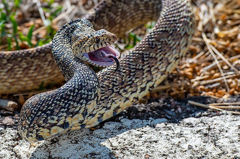 A bull snake (Pituophis catenifer sayi)