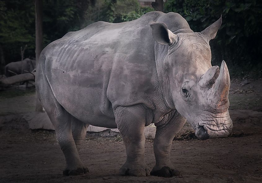 A Sumatran rhino (Dicerorhinus sumatrensis)