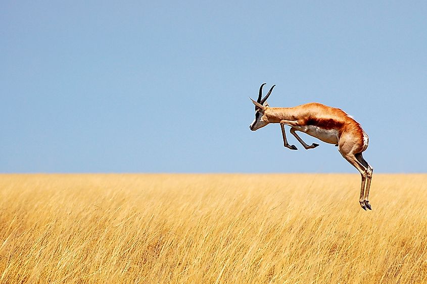 A springbok (Antidorcas marsupialis)
