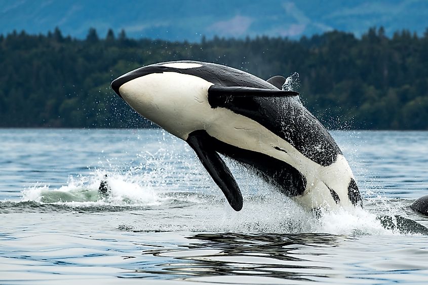 An orca (Orcinus orca)