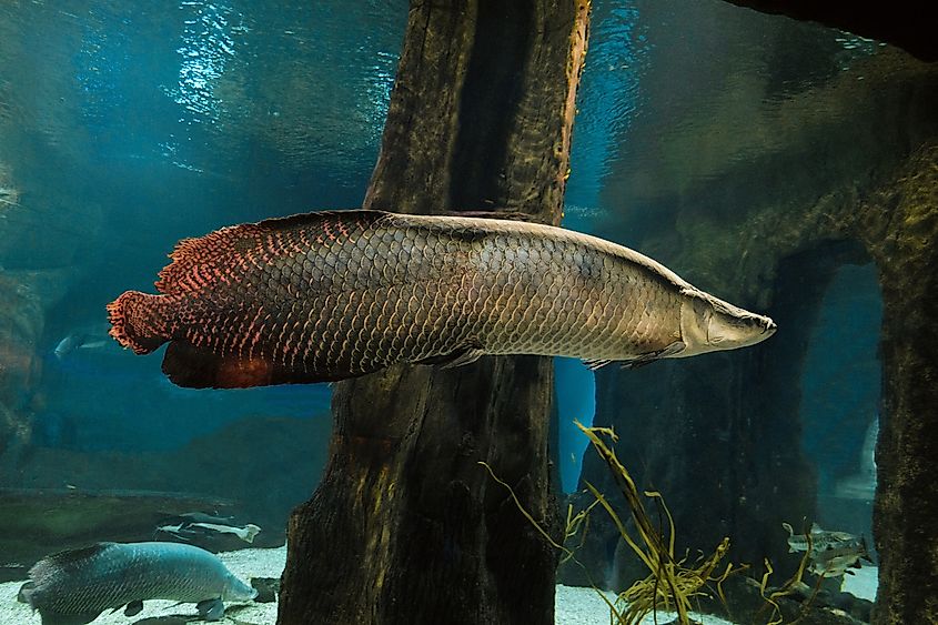 An arapaima (Arapaima gigas)
