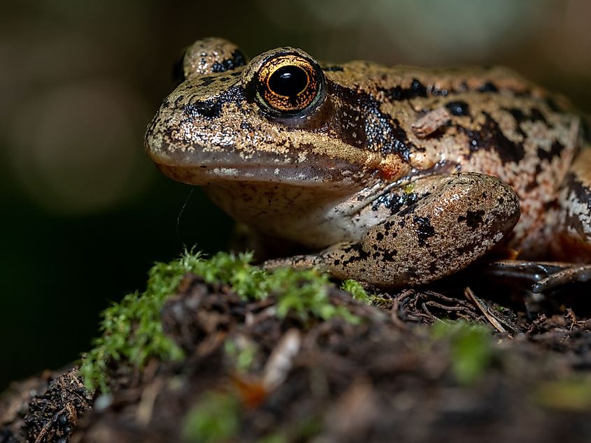 A California red-legged frog (Rana draytonii) 