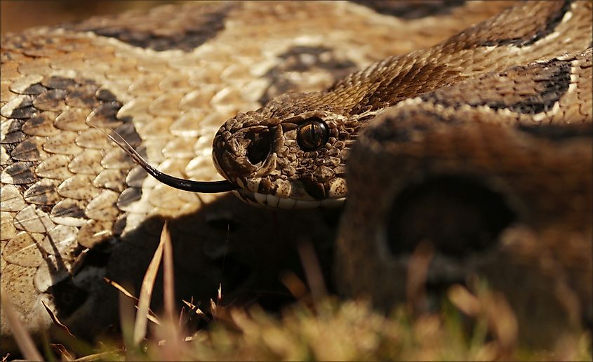 A Russell's viper (Daboia russelii)