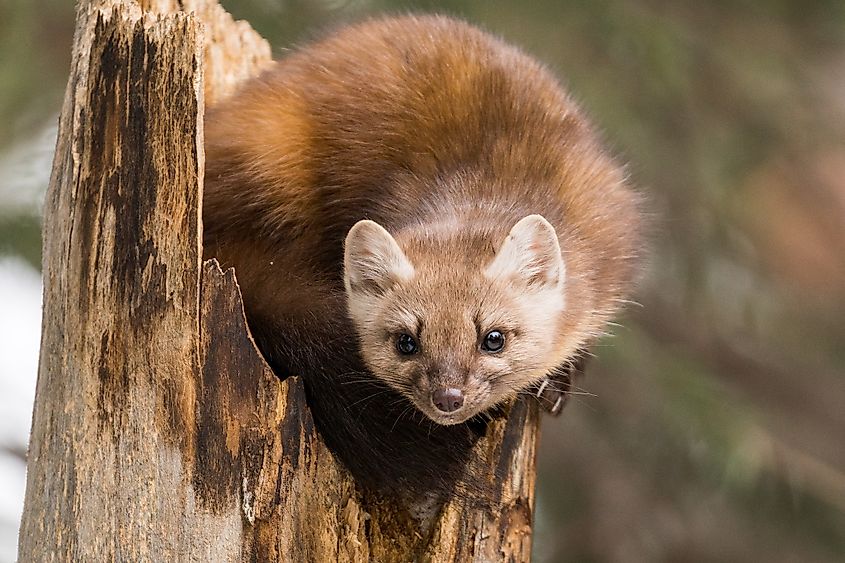 An American marten (Martes americana)