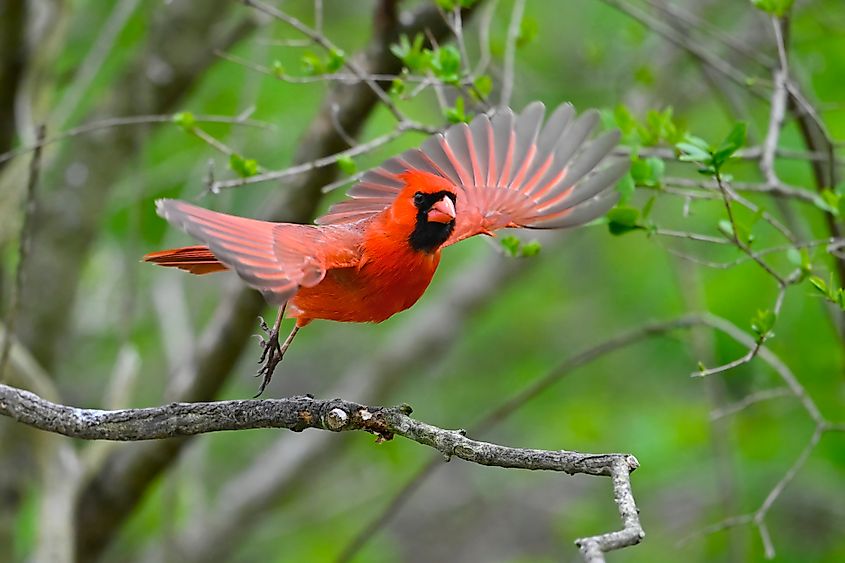 A northern cardinal (Cardinalis cardinalis)
