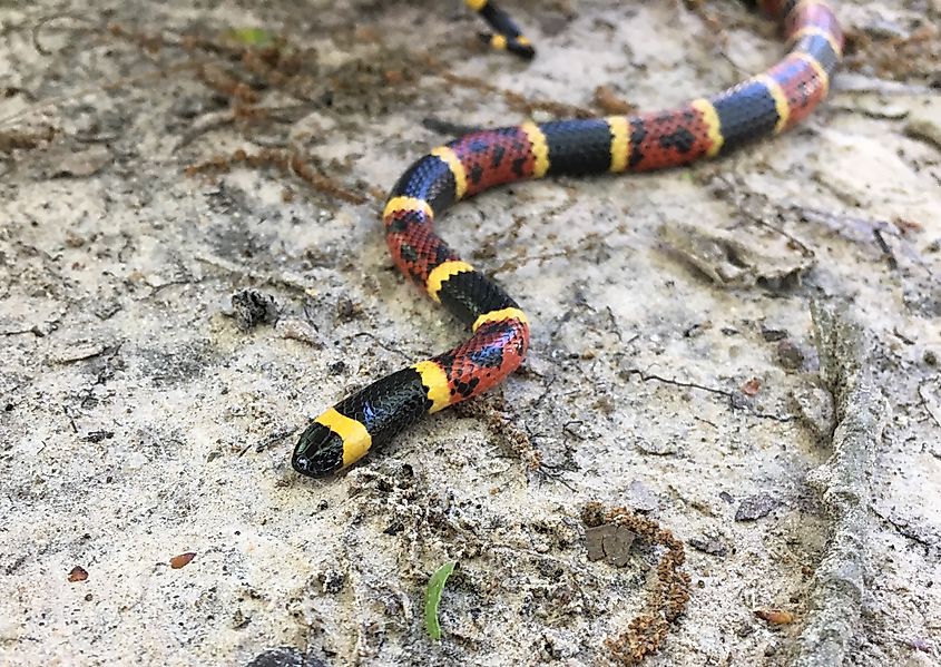 A Texas coral snake (Micrurus tener)