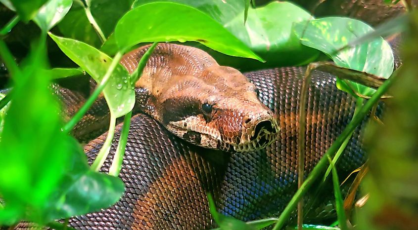 A Cuban boa (Chilabothrus angulifer)