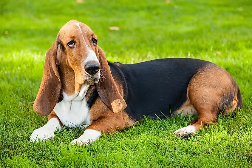 A basset hound standing outdoors.