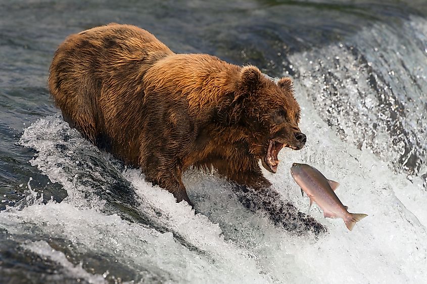 A brown bear catching a salmon at a waterfall in Alaska.