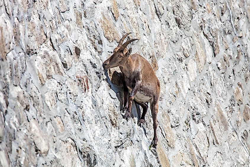 Ibex