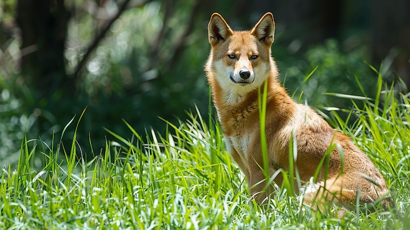 A dingo (Canis familiaris)