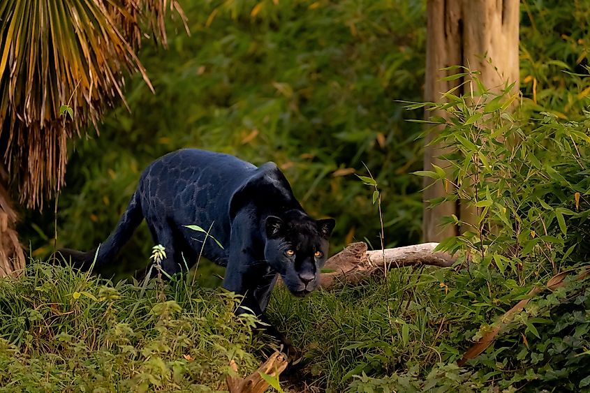 A black panther
