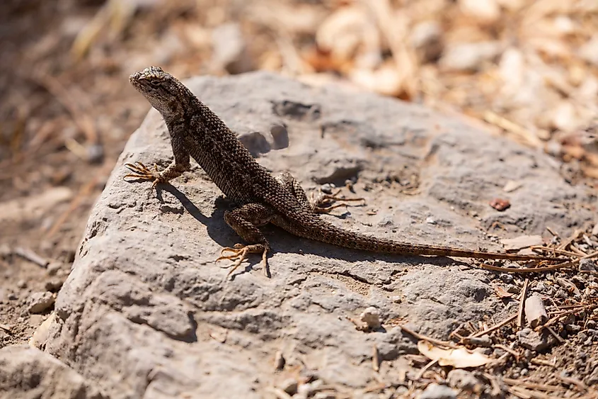 A western fence lizard (Sceloporus occidentalis)