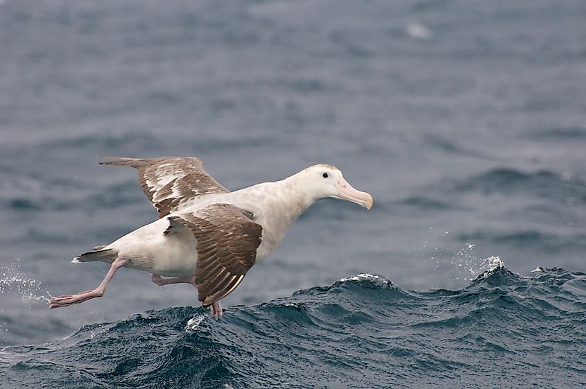 A wandering albatross (Diomedea exulans)