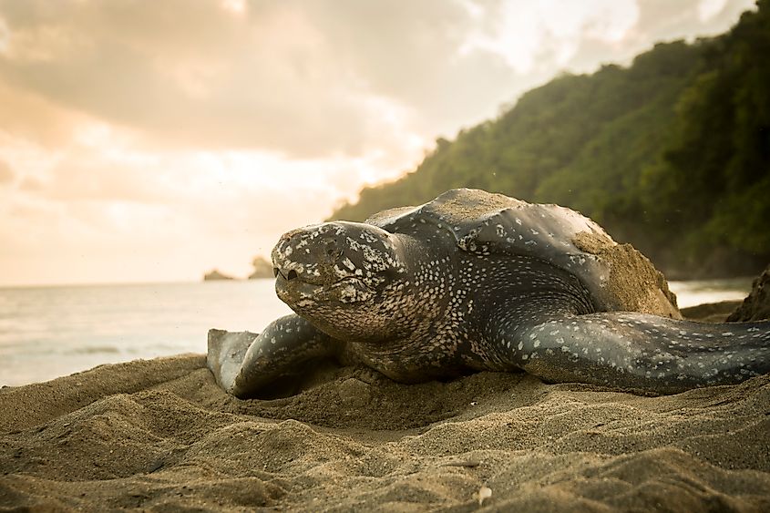 A leatherback sea turtle (Dermochelys coriacea)
