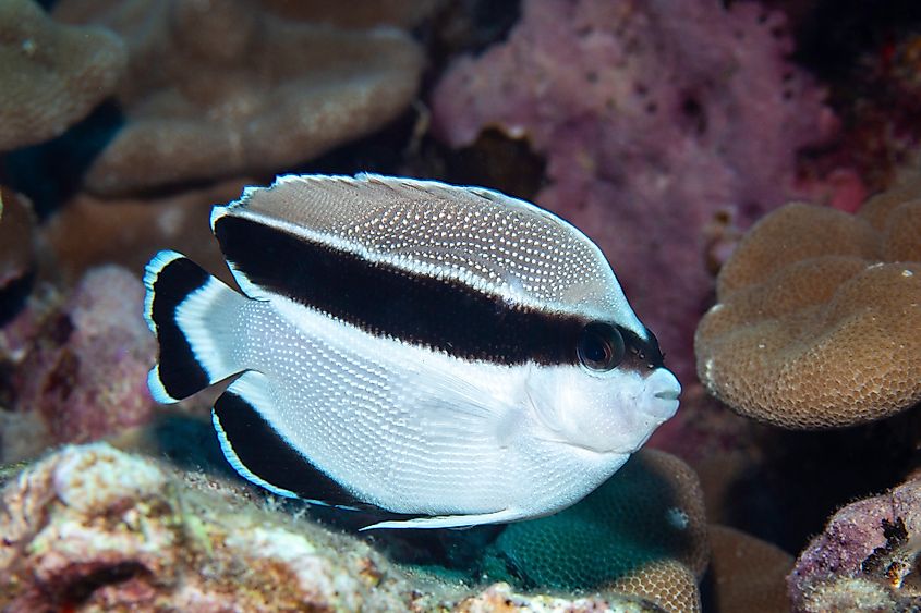 A banded angelfish (Apolemichthys arcuatus)