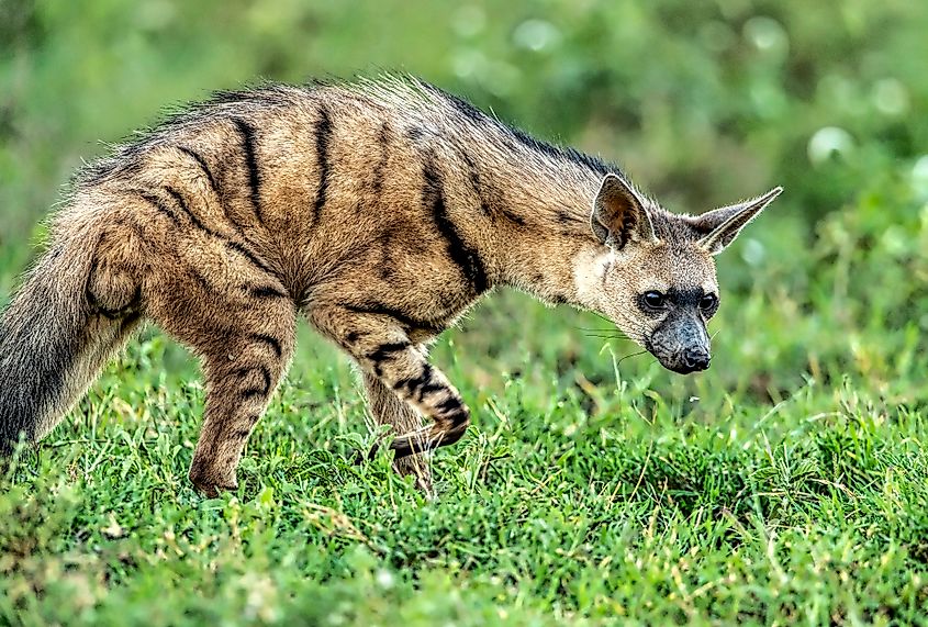 An aardwolf (Proteles cristata)