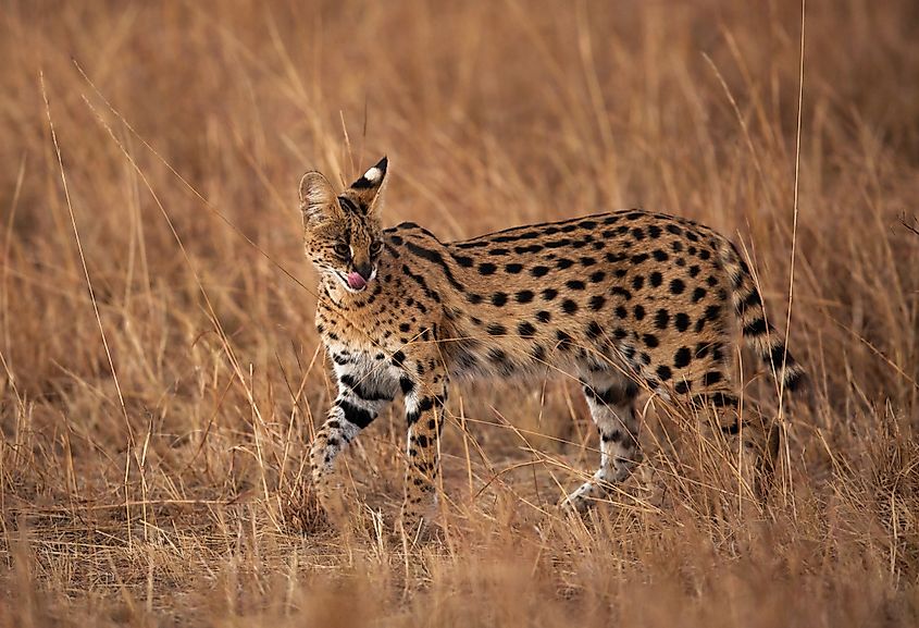 A serval (Leptailurus serval)