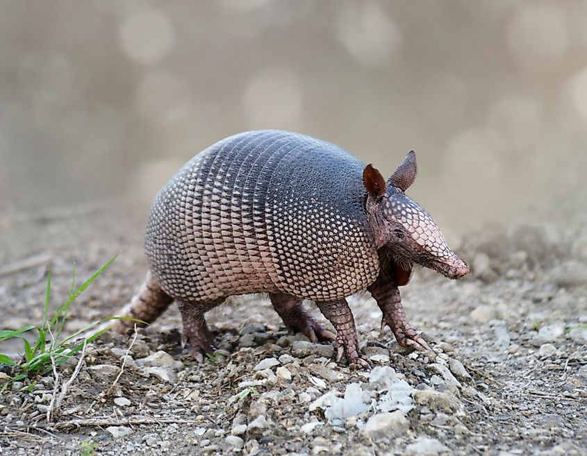 A nine-banded armadillo (Dasypus novemcinctus)