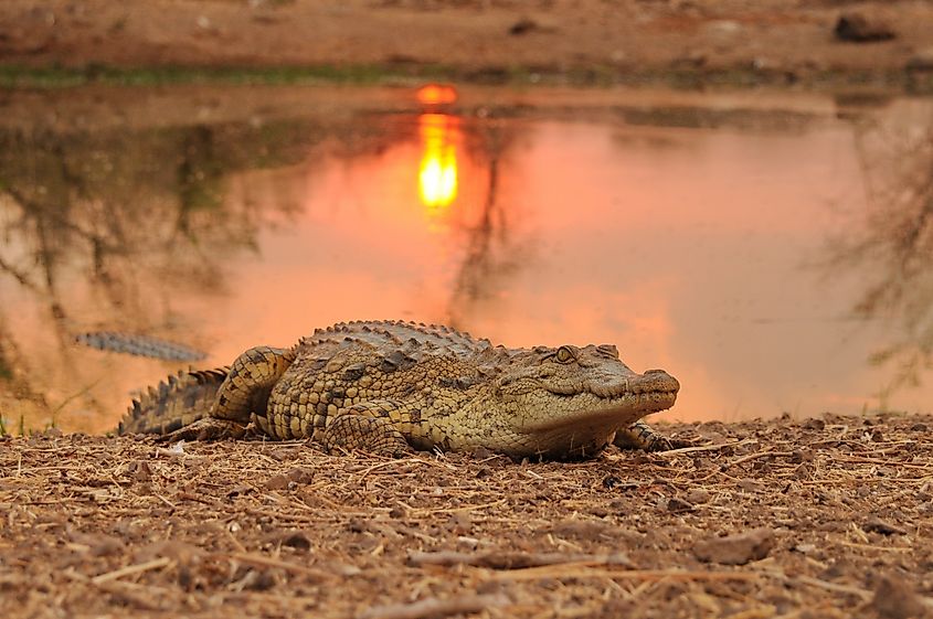 A Nile crocodile (Crocodylus niloticus)