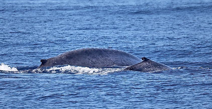 A blue whale with its calf