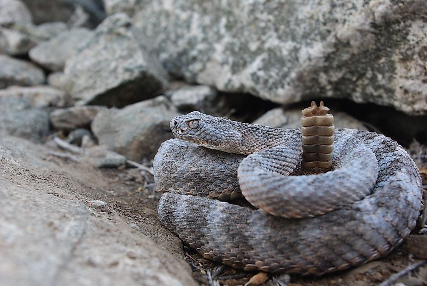 A tiger rattlesnake (Crotalus tigris)