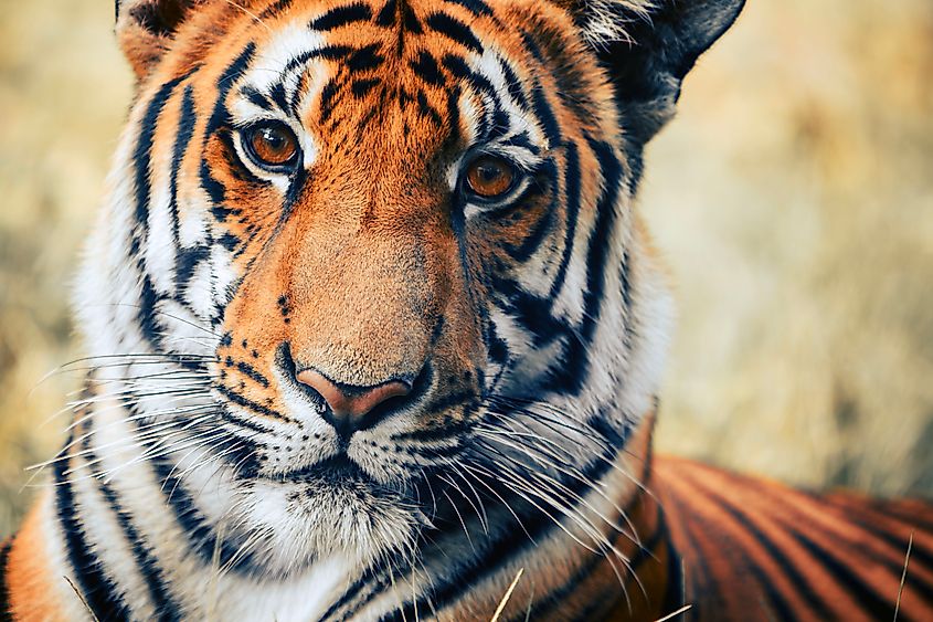 A South China tiger (Panthera tigris amoyensis)