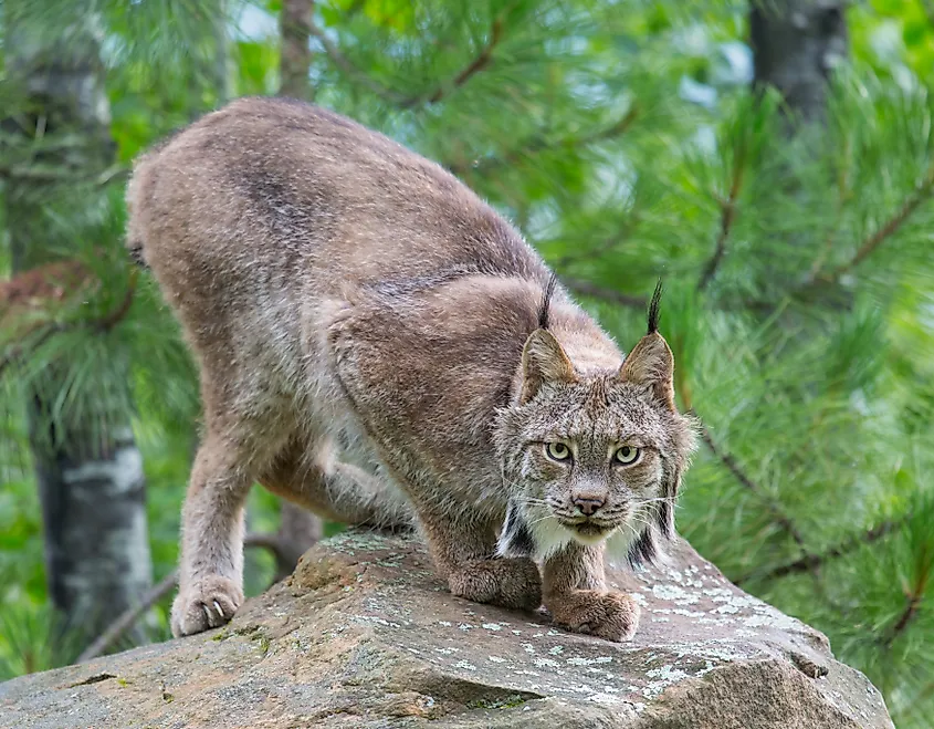 A Canada lynx (Lynx canadensis)