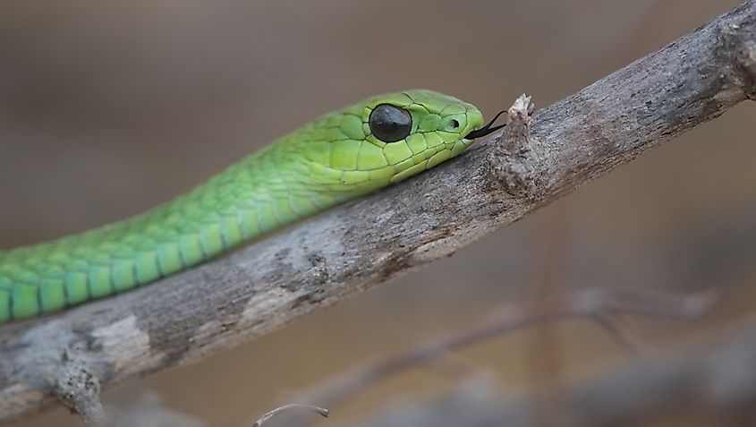 A Boomslang snake on a tree branch