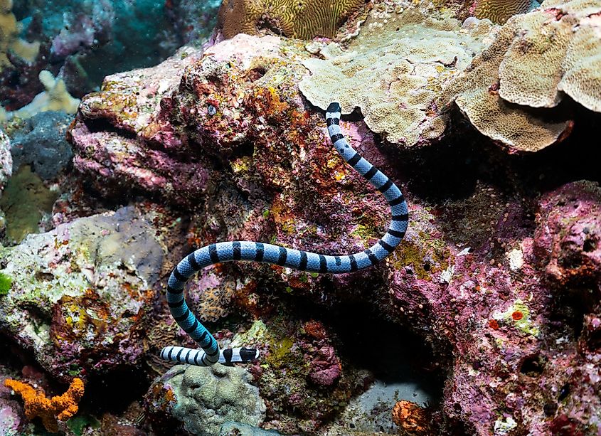 A banded sea krait (Laticauda colubrina)