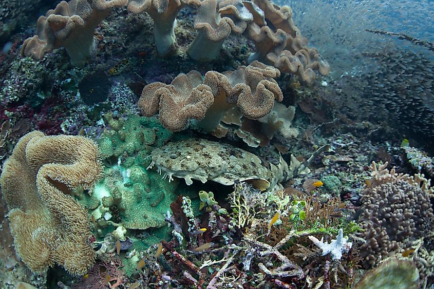 A young Japanese wobbegong